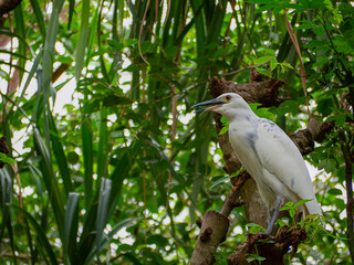 night heron sitting on the branch..