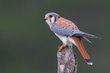 American Kestrel