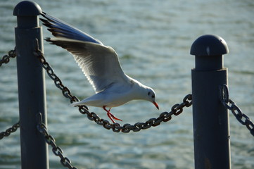 seagull