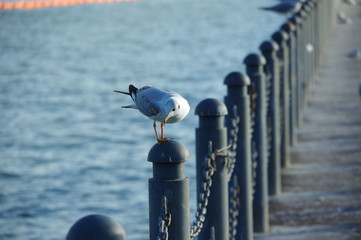 seagull