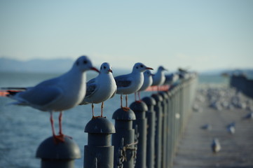 seagull