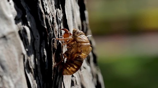 Cicada shell hanging on the side of a tree after it metamorphosis during the summer time. Entomology specimen of a north American cicada insect. Small exoskeleton husk of a bug. 