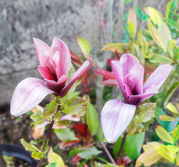 Magnolia liliiflora blossoms