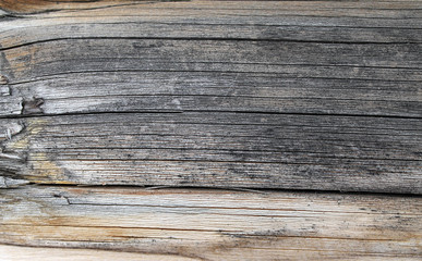 Obraz premium The old wood texture with natural patterns. Inside the tree background. Old grungy and weathered grey wooden wall planks texture background