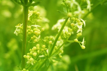 Wildflowers and grass background.bright green field grass in the sun .   Wildflowers background .soft focus. Summer herbal background