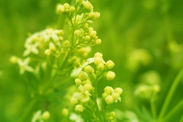 Wildflowers and grass background.bright green field grass in the sun . fresh   Wildflowers background .soft focus. Summer herbal background