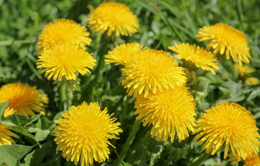  Bright yellow blooming dandelions closeup