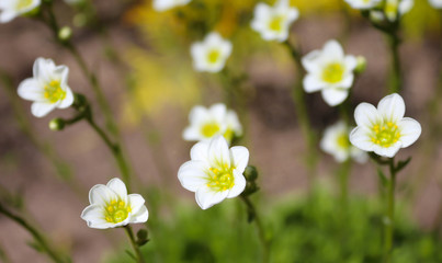  Little white blooming flowers on meadow closeup