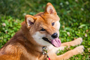 Shiba Inu dog lays down on grass