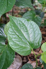 fresh green Piper sarmentosum plant in nature garden