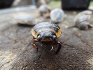 Diving Beetle