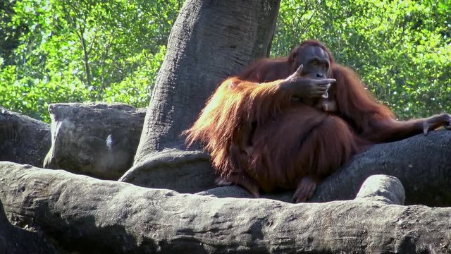 4K, Mother and baby bornean orangutan in the forest. An adult female orangutang take care the cub. Pongo Pygmaeus hanging in the trees at zoo. Apes native to Indonesia and Malaysia. -Dan