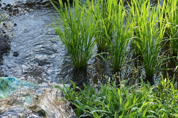 Fototapeta na wymiar rice cultivation / Scenery of rice field