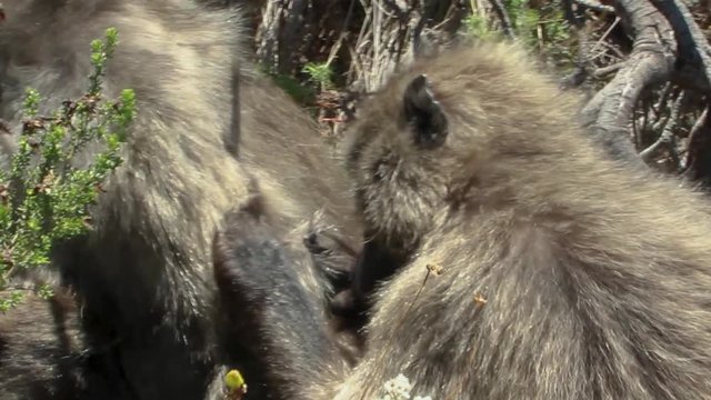 Baboons mating in the wild in Cape Town South Africa