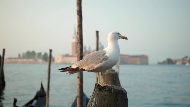 Gull sitting on pier in venice at san marco place. 
Recorded during sun rise. Recorded in 4k 60p
with Canon 1dx MII.