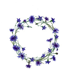 watercolor drawing wreath of cornflowers and bellflowers