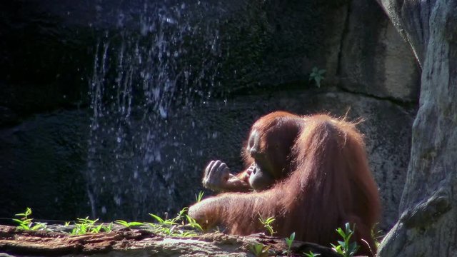 Mother and baby bornean orangutan eating with hand some grass in the forest. Adult female orangutang take care the cub. Pongo Pygmaeus eat in a zoo. Apes native to Indonesia and Malaysia.-Dan