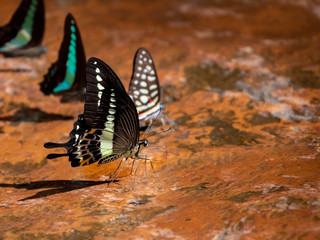 Fototapeta na wymiar Butterflies at Pangsida National park, Sa Kaeo, eastern of Thailand.