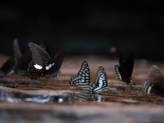 Butterflies at Pangsida National park, Sa Kaeo, eastern of Thailand.