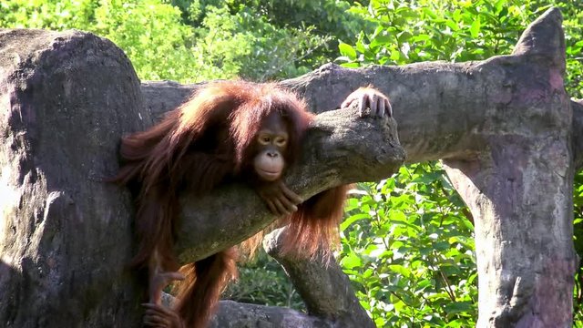 4K, Adult bornean orangutan resting on the top of tree at forest in a beautiful sun day. Pongo Pygmaeus hanging on trees of a zoo. Ape native to Indonesia and Malaysia.-Dan