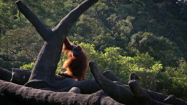 Slow Motion of mother and baby bornean orangutan in forest. Adult female orangutang take care cub. Pongo Pygmaeus hanging on trees zoo. Ape native to Indonesia and Malaysia. Infant cling to mother-Dan