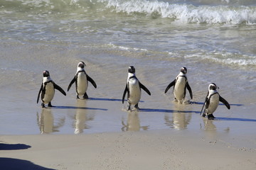 Penguins at Boulders Beach - South Africa
