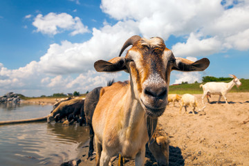 Close-up of a brown goat looks at the camera, in the background a flock of sheep and goats drinks water from a river on a warm summer day