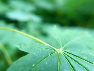 Green Maple Leaf