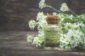 Bedstraw flower essential oil. Naturopathy. Herbal medicine.