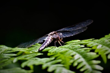 resting draganfly 1