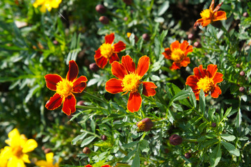 Tagetes patula or french marigold many red and yellow flowers