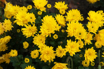 Chrysanthemum morifolium yellow flowers chrysanthemum or garden mum