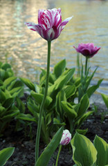 Motley pink tulip