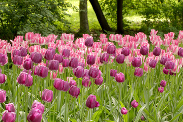 Colorful lilac and rosy tulips flowerbed