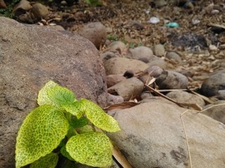 Little plants