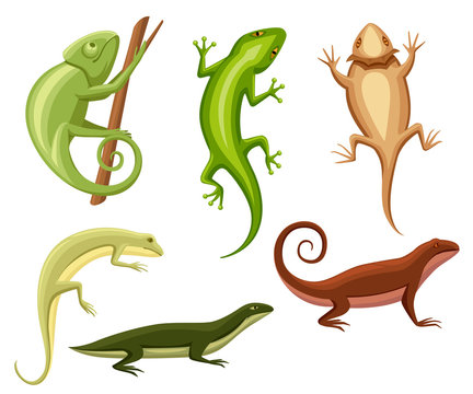 Flat lizards collection. Cartoon chameleon climb on branch. Small lizard. Animal flat icon collection. Vector illustration isolated on white background