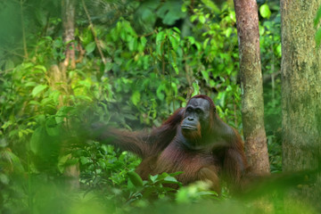 Orangutan (orang-utan) in his natural environment in the rainforest on Borneo (Kalimantan) island with trees and palms behind.