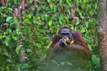 Orangutan (orang-utan) in his natural environment in the rainforest on Borneo (Kalimantan) island...