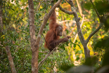 Orangutan (orang-utan) in his natural environment in the rainforest on Borneo (Kalimantan) island with trees and palms behind.