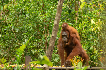 Mother Orangutan (orang-utan) with small baby in his natural environment in the rainforest on Borneo (Kalimantan) island with trees and palms behind.