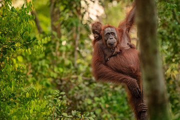 Orangutan (orang-utan) in his natural environment in the rainforest on Borneo (Kalimantan) island...