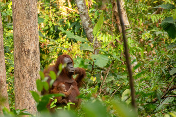 Orangutan (orang-utan) in his natural environment in the rainforest on Borneo (Kalimantan) island with trees and palms behind.