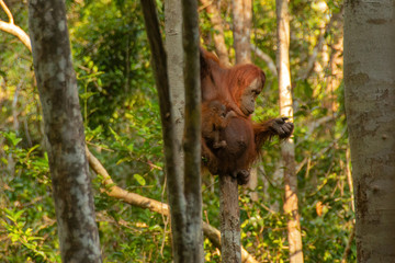 Fototapeta na wymiar Mother Orangutan (orang-utan) with small baby in his natural environment in the rainforest on Borneo (Kalimantan) island with trees and palms behind.