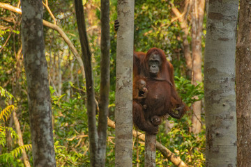 Mother Orangutan (orang-utan) with small baby in his natural environment in the rainforest on...