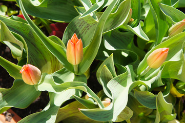 Fresh buds of red tulips with green foliage