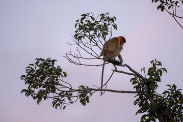  Proboscis monkey (Nasalis larvatus) - long-nosed monkey (dutch monkey) in his natural environment in the rainforest on Borneo (Kalimantan) island with trees and palms behind