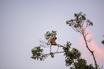  Proboscis monkey (Nasalis larvatus) - long-nosed monkey (dutch monkey) in his natural environment in the rainforest on Borneo (Kalimantan) island with trees and palms behind