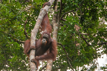 Fototapeta premium Orangutan (orang-utan) in his natural environment in the rainforest on Borneo (Kalimantan) island with trees and palms behind.