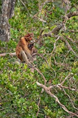 Obraz premium Orangutan (orang-utan) in his natural environment in the rainforest on Borneo (Kalimantan) island with trees and palms behind.