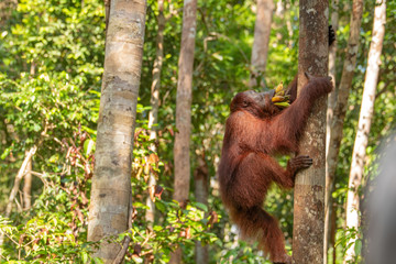 Naklejka premium Orangutan (orang-utan) in his natural environment in the rainforest on Borneo (Kalimantan) island with trees and palms behind.